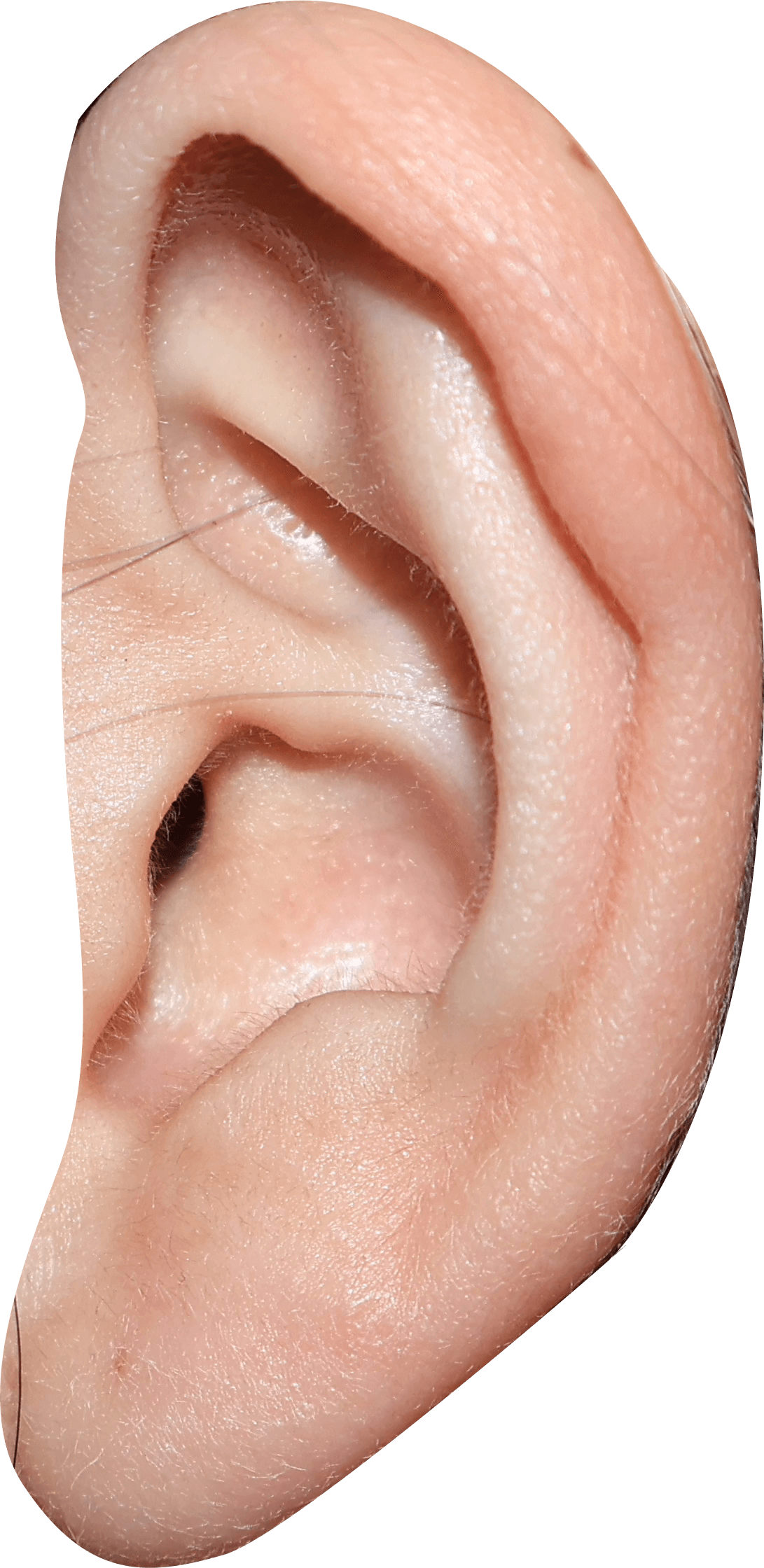 Ear 2